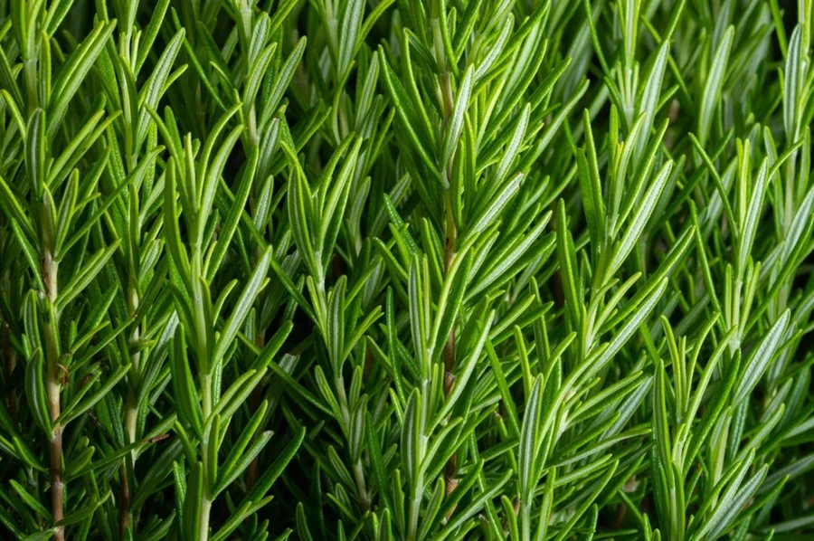 Rosemary leaves