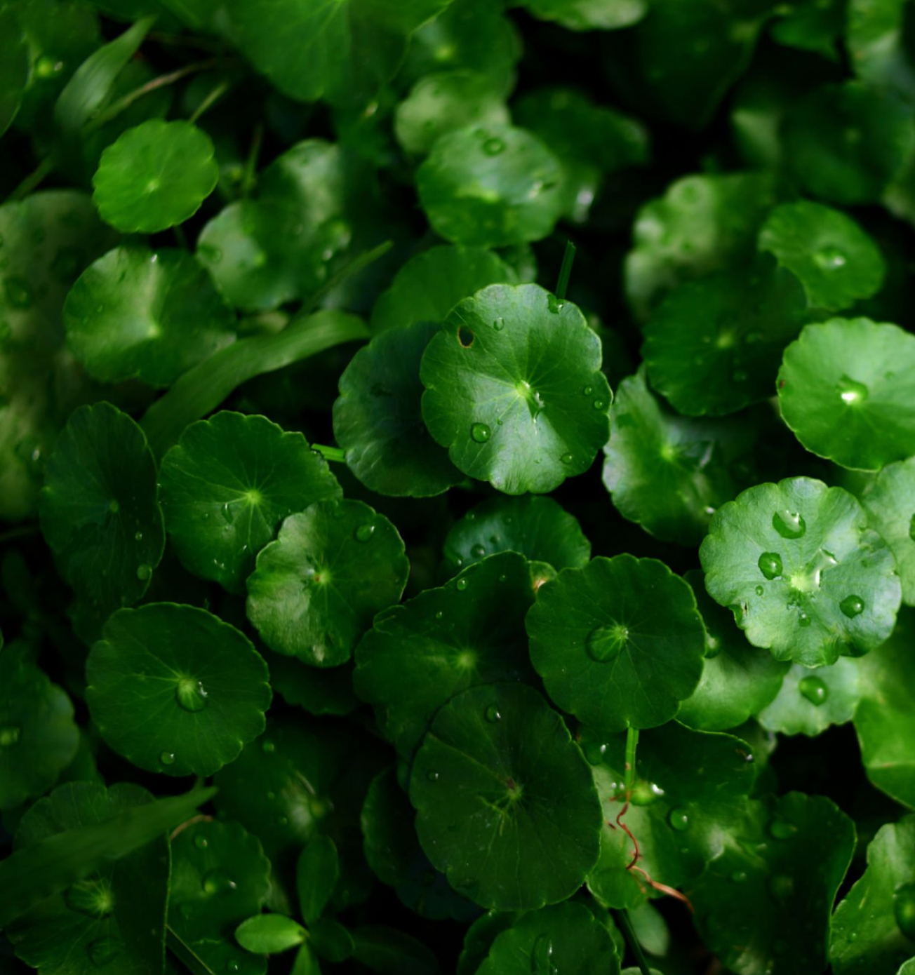 Centella Reversa